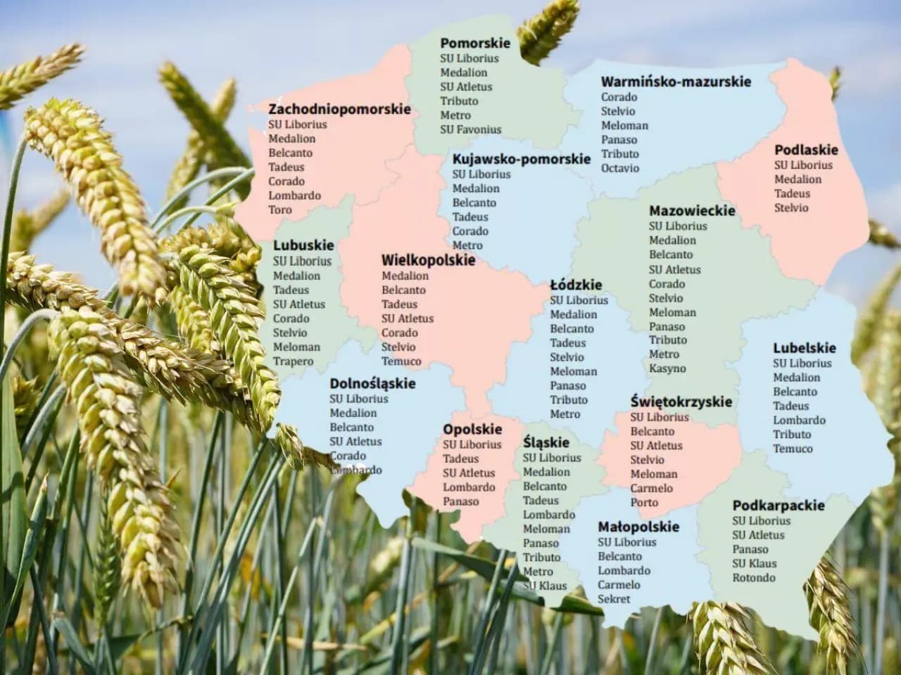 Pszenżyto Tadeus na jakie gleby – najlepsze warunki uprawy dla plonów
