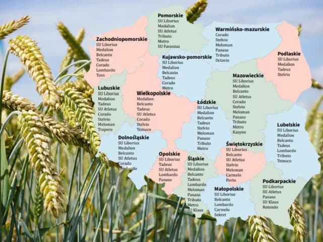 Pszenżyto Tadeus na jakie gleby – najlepsze warunki uprawy dla plonów