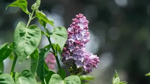 Jak przycinać bez, aby uniknąć błędów i zapewnić piękne kwitnienie