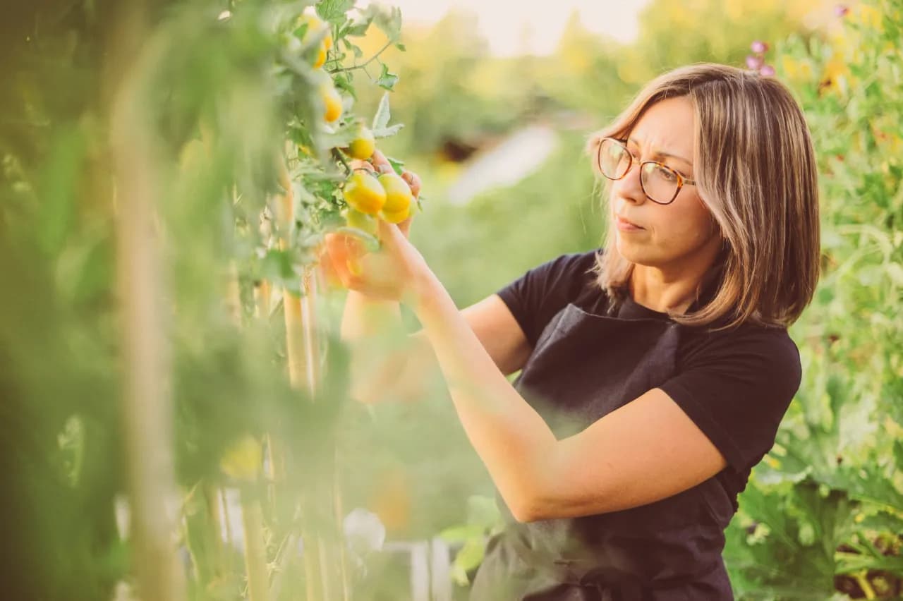 Czy pomidory szklarniowe można sadzić w gruncie? Oto co musisz wiedzieć