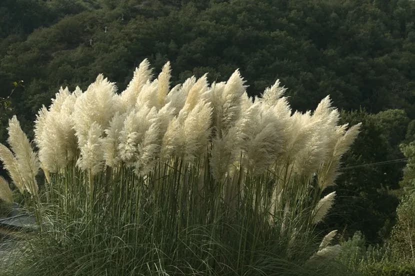 Jak przycinać trawę pampasową, aby uniknąć błędów i zapewnić zdrowy wzrost