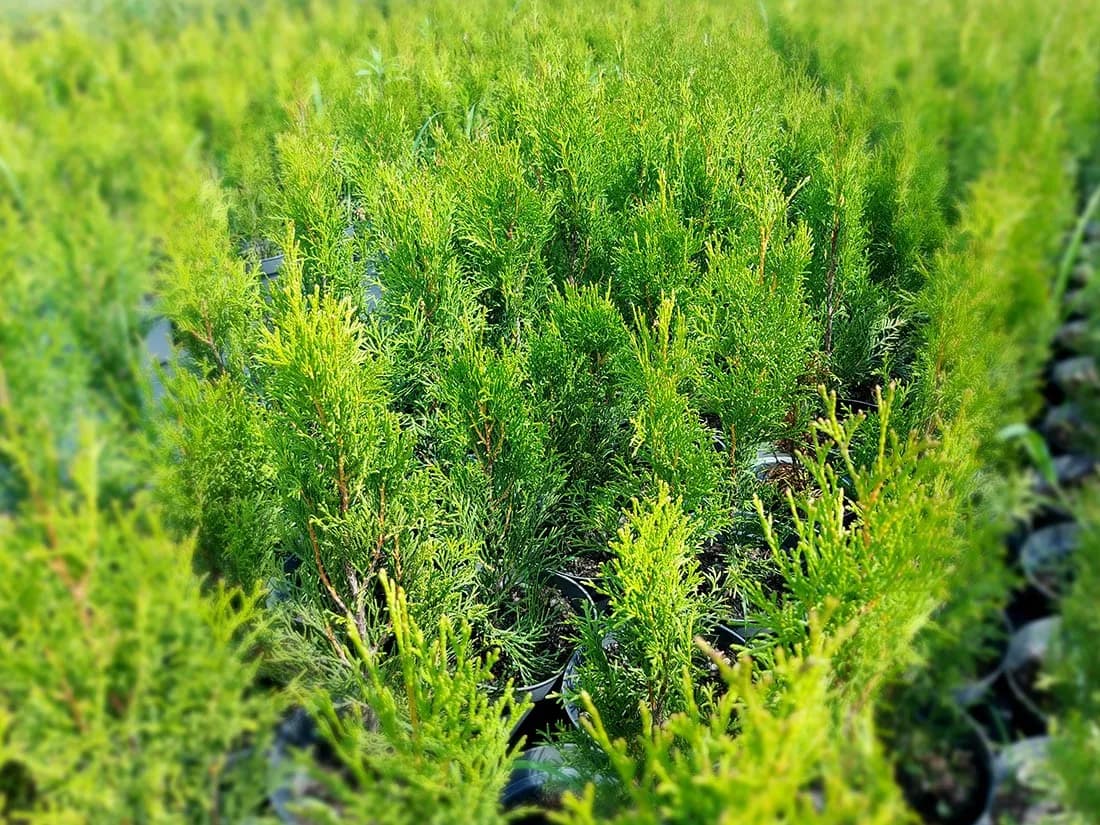 Tuja jak sadzić - uniknij najczęstszych błędów i ciesz się pięknem