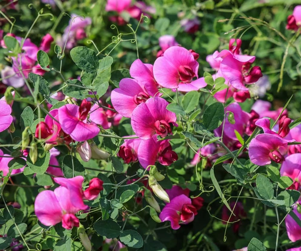 Jak przycinać groszek pachnący, aby uniknąć słabego wzrostu kwiatów