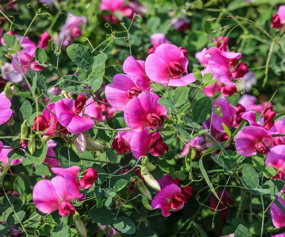 Jak przycinać groszek pachnący, aby uniknąć słabego wzrostu kwiatów