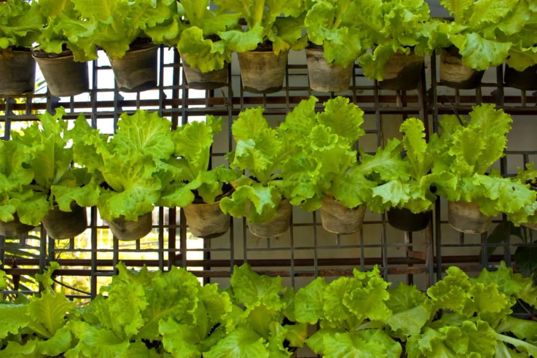 Jak sadzić sałatę w doniczce, aby uniknąć najczęstszych błędów