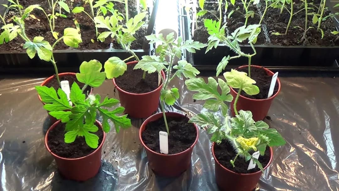 Jak sadzić arbuza w doniczce, aby uniknąć najczęstszych błędów