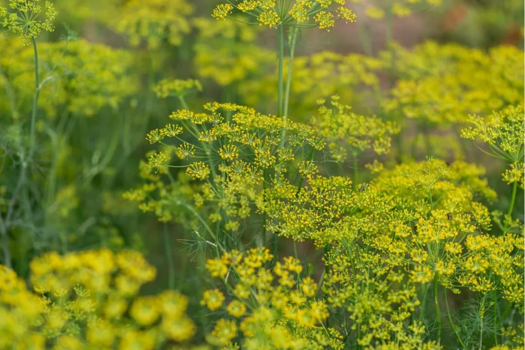 Jak siać koper ogrodowy, aby uniknąć najczęstszych błędów w uprawie