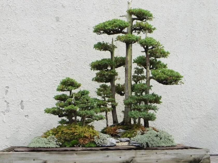 Jak zrobić bonsai z tui - proste kroki do pięknego drzewka bonsai