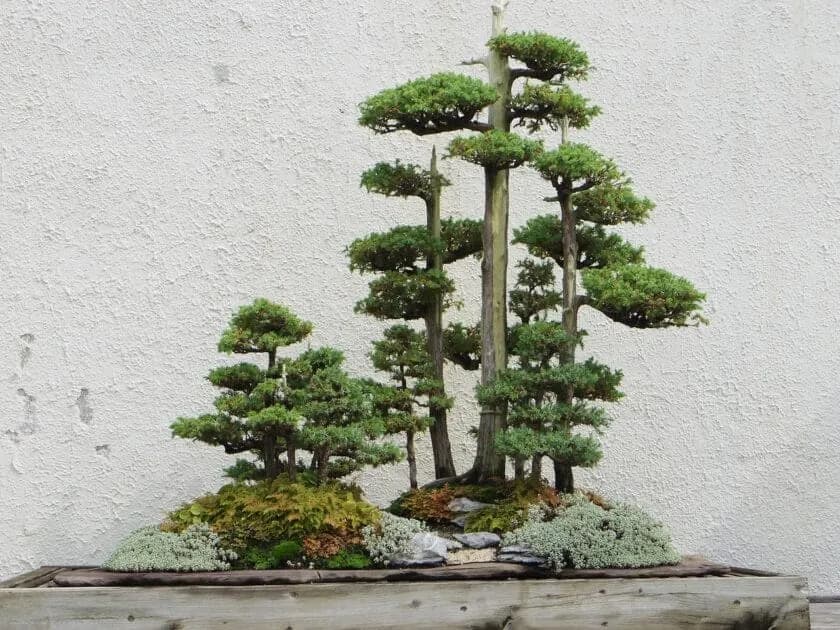 Jak zrobić bonsai z tui - proste kroki do pięknego drzewka bonsai