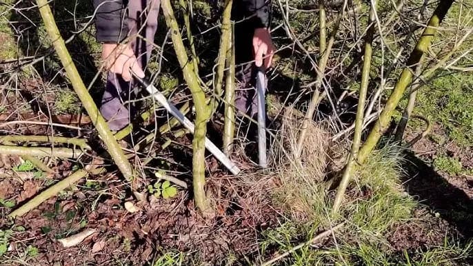 Jak przycinać aronię, aby uzyskać lepsze plony i zdrowe krzewy