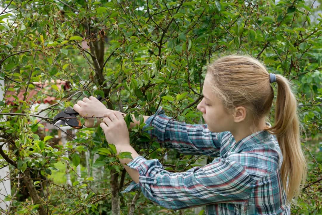 Jak przycinać czereśnie, aby uniknąć błędów i poprawić plony