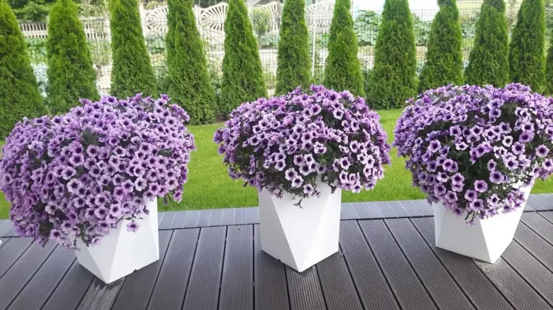 Jakie kwiaty do wysokiej doniczki? Odkryj najlepsze rośliny na taras