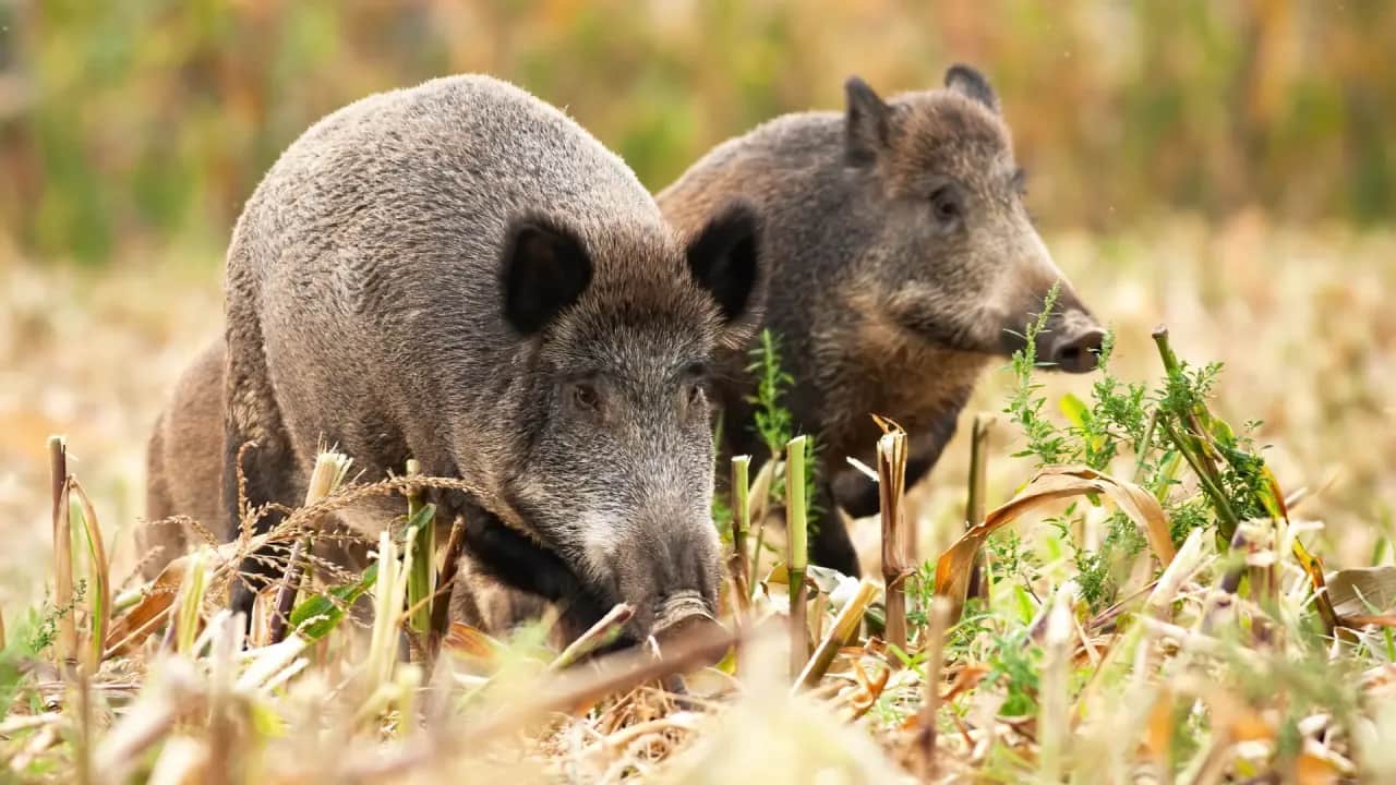 Skuteczne sposoby na odstraszenie dzików z ogrodu i ochronę roślin
