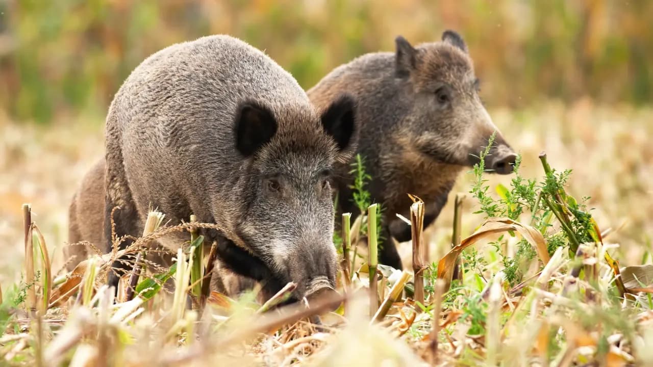 Skuteczne sposoby na odstraszenie dzików z ogrodu i ochronę roślin