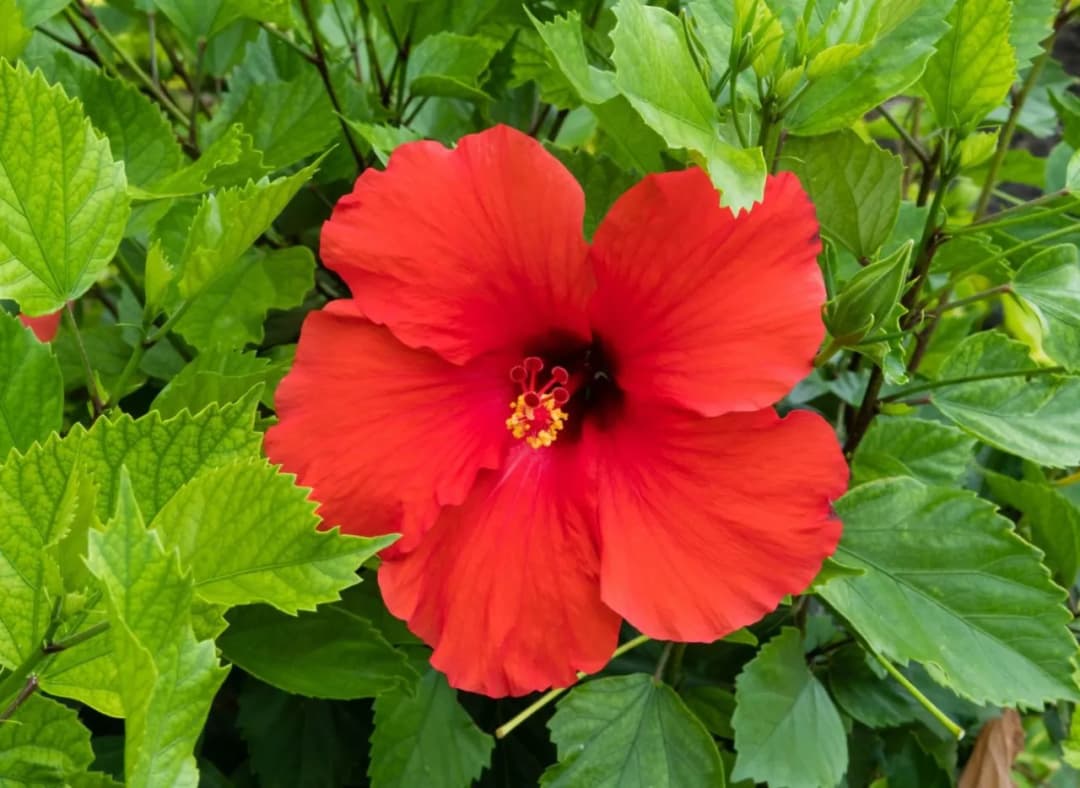 Jak skutecznie nawozić hibiskusa ogrodowego dla zdrowego wzrostu