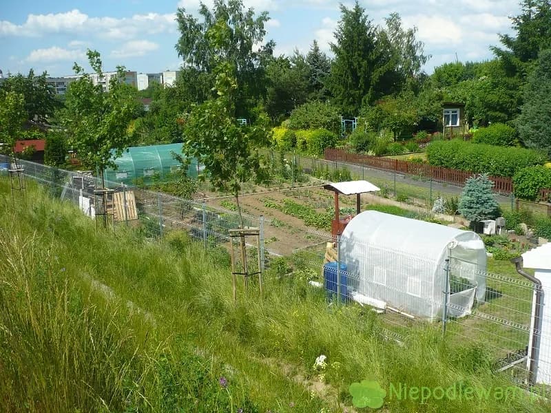 Folia ogrodowa zielona czy biała - która lepiej wspiera uprawy?