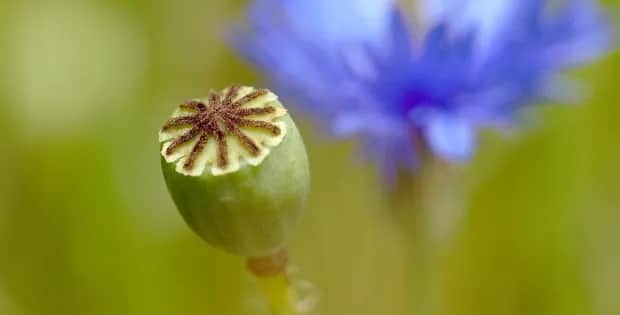 Chwast zbożowy - najczęstsze rośliny chwastowe w uprawach zbóż