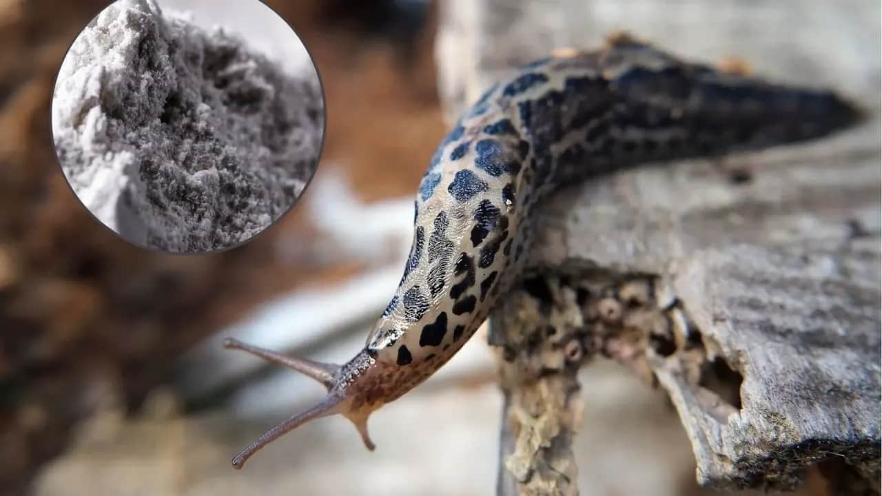 Jak skutecznie stosować mączkę bazaltową na ślimaki, aby je zwalczyć