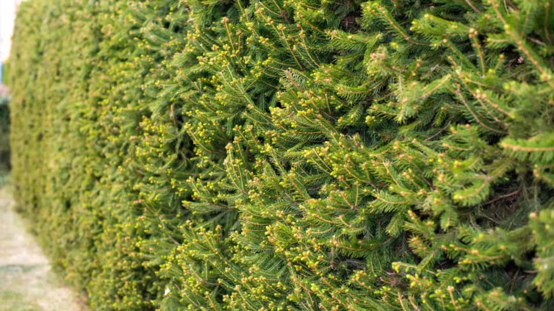 Jak sadzić świerki na żywopłot – uniknij najczęstszych błędów