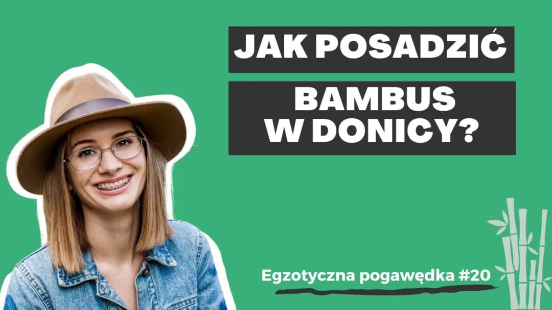 Jak sadzić bambusa w doniczce, aby uniknąć najczęstszych błędów