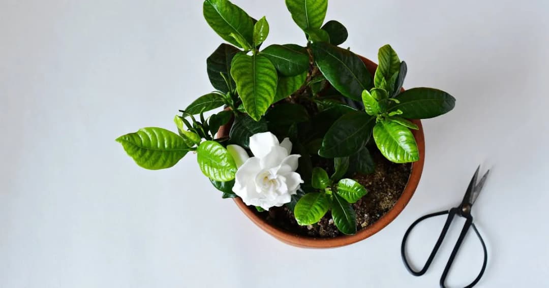 Gardenia kwiat domowy czy ogrodowy – jak wybrać najlepsze miejsce?