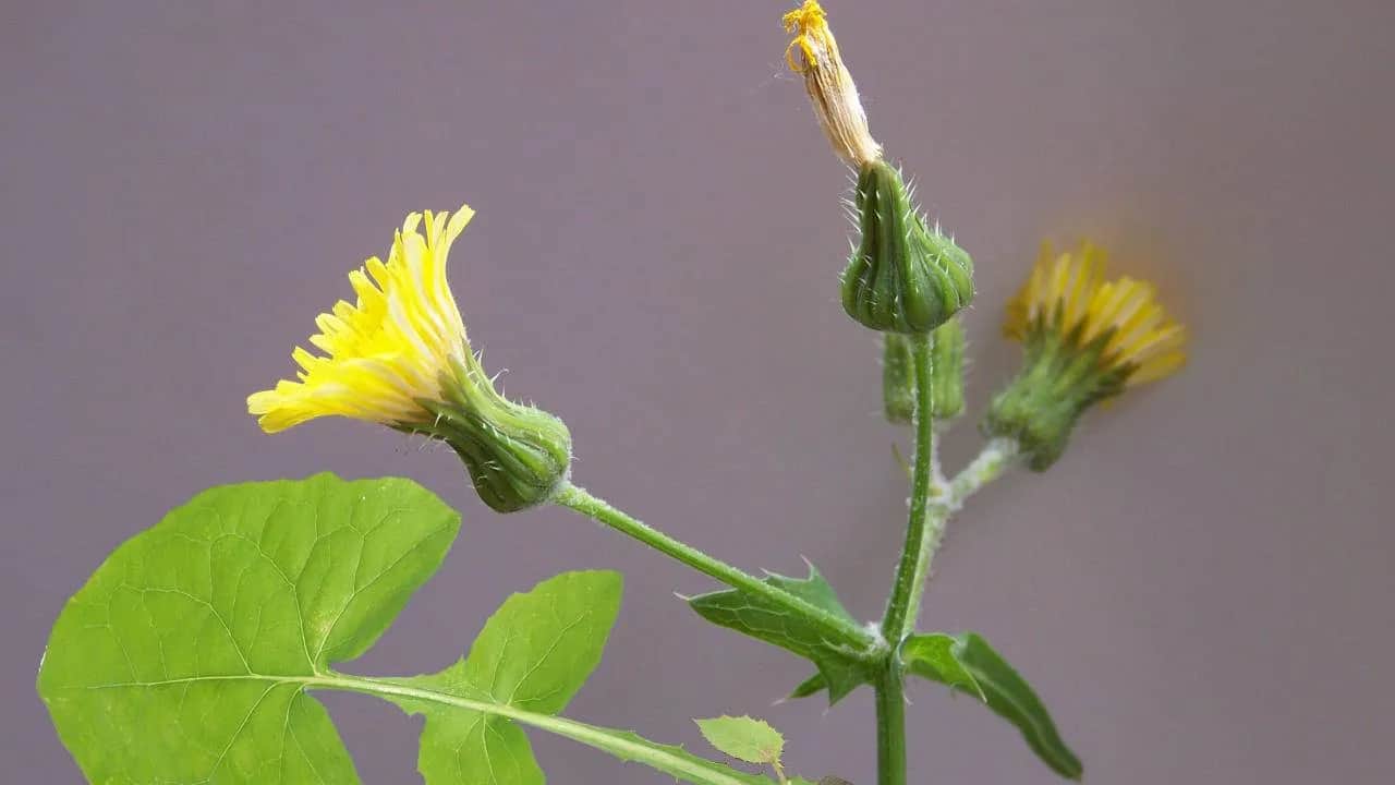 Jak nie pomylić chwastu z mniszkiem? Kluczowe różnice do poznania