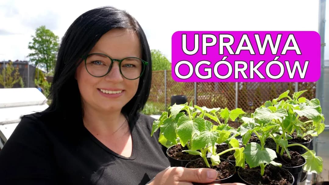 Jak sadzić ogórki w doniczkach, aby uniknąć najczęstszych błędów