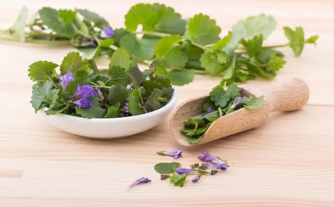 Bluszczyk kurdybanek chwast cudotwórca - jak odmieni Twój ogród?