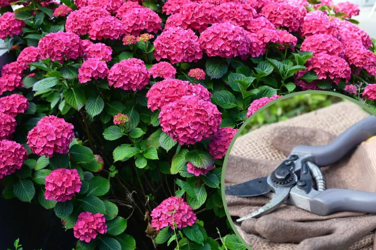 Kiedy i jak przycinam hortensje ogrodowe, aby uniknąć błędów w pielęgnacji