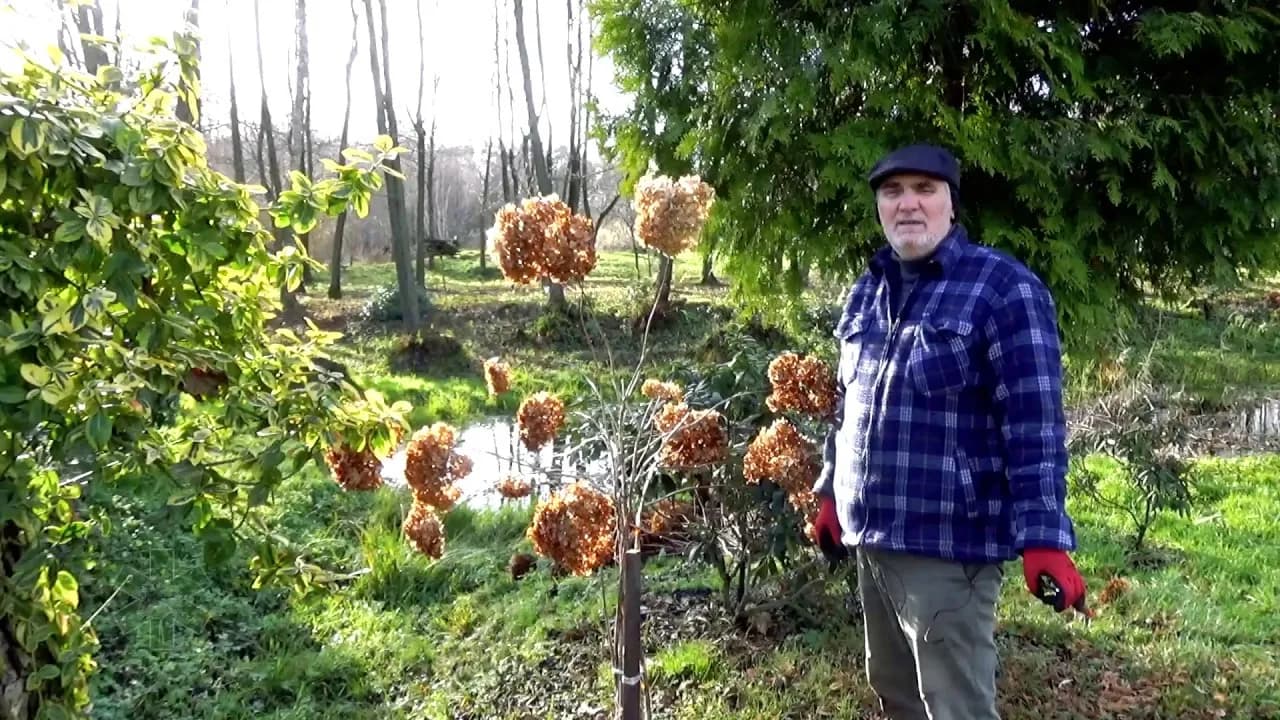 Jak przycinać hortensje na pniu, aby uniknąć najczęstszych błędów