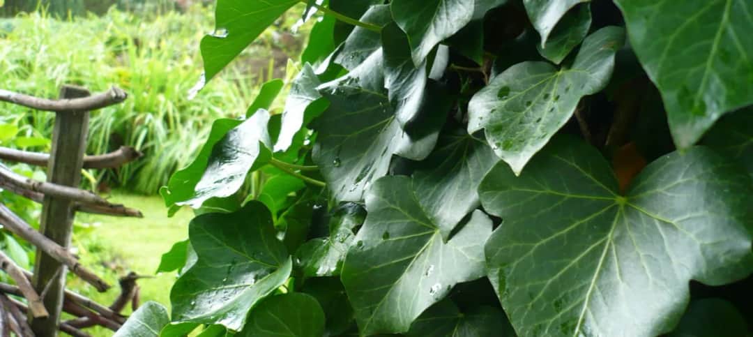 Jak skutecznie zasilac bluszcz ogrodowy, aby pięknie rósł