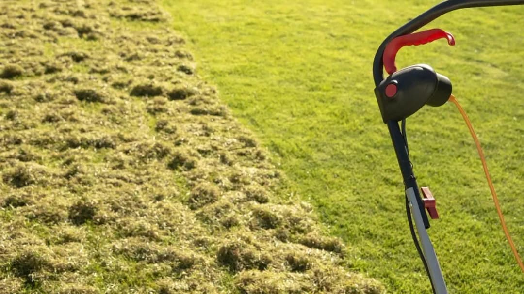 Skuteczne sposoby na mech w ogrodzie, które uratują twój trawnik