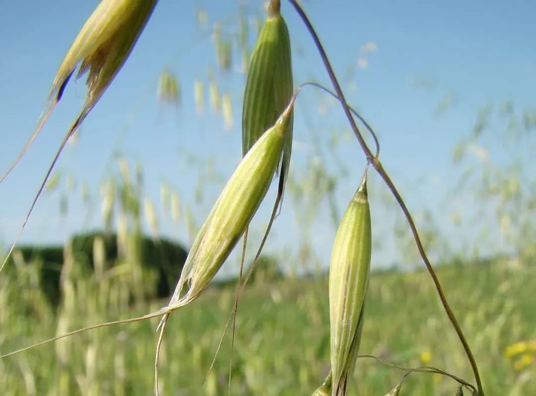 Głuchy chwast zbożowy: jak skutecznie go zwalczać i unikać strat