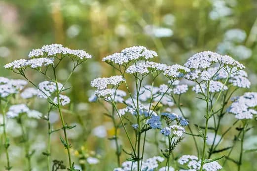 Trujący chwast o białych kwiatach: jak go rozpoznać i unikać zagrożeń