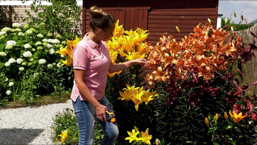 Jak rozmnażać lilie ogrodowe - proste metody na sukces w ogrodzie