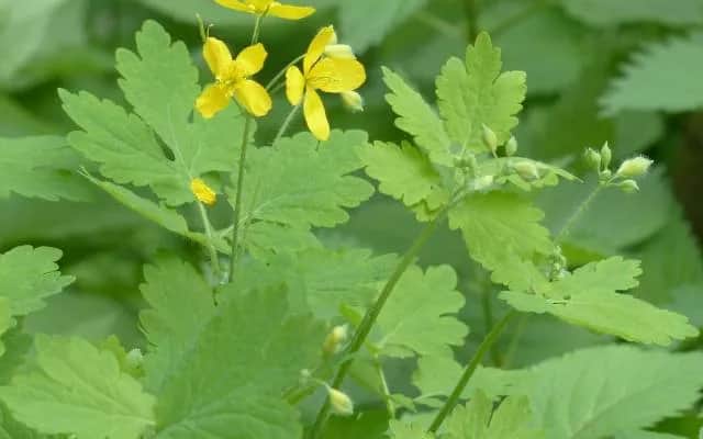 Kiedy kwitnie jaskółcze ziele? Odkryj jego tajemnice i piękno