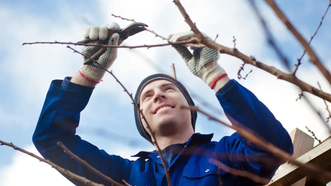 Jak przycinać morelę, aby uniknąć błędów i cieszyć się plonami