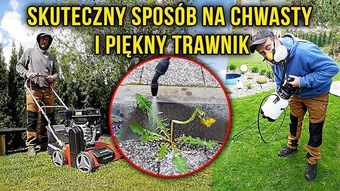 Skuteczne sposoby na oprysk trawnika od chwastów bez ryzyka