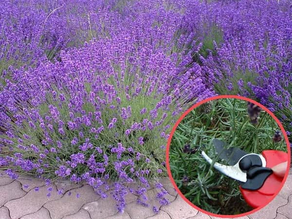 Jak i kiedy przycinać lawendę, aby uniknąć błędów w pielęgnacji