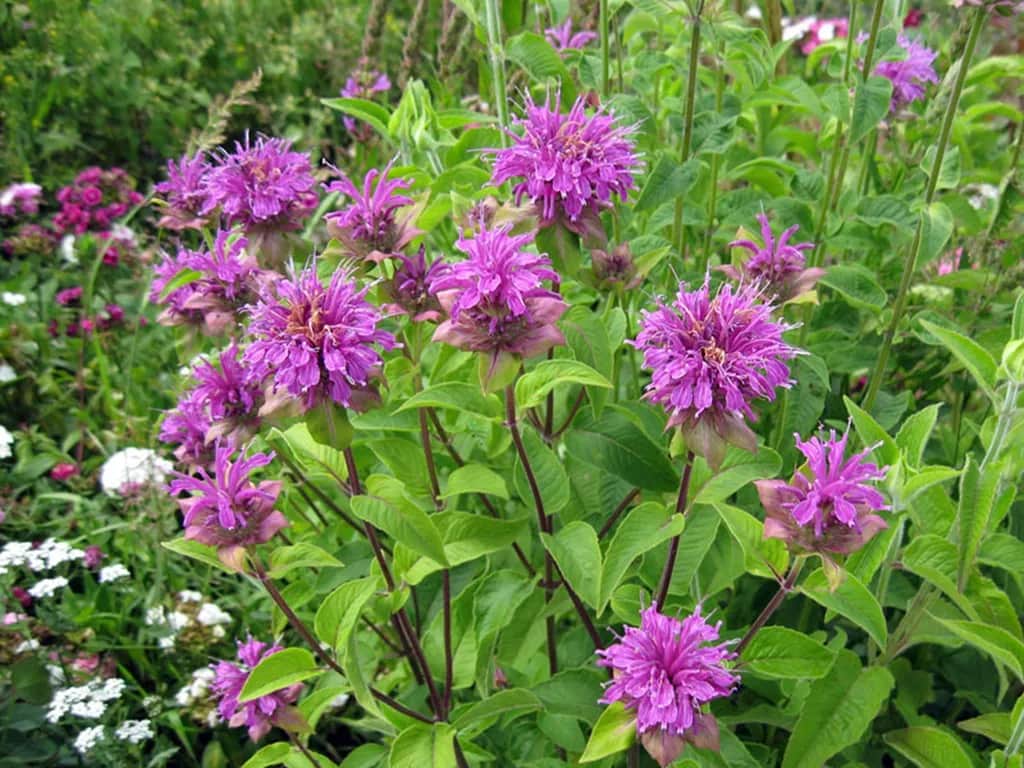 Jak przycinać pysznogłówkę, aby uniknąć błędów i cieszyć się pięknem rośliny