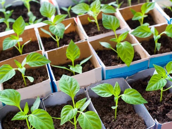 Co można siać do gruntu w marcu? Odkryj najlepsze warzywa do sadzenia