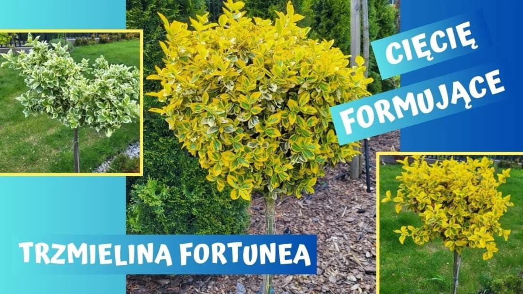 Jak skutecznie przycinać trzmielinę na pniu, by uniknąć błędów