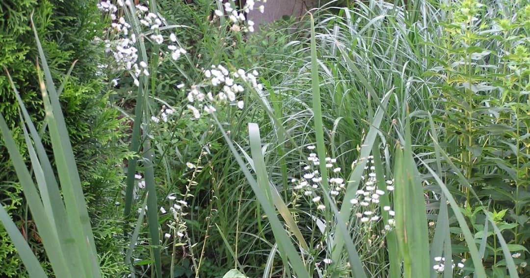 Chwast z małymi białymi kwiatami: jak go zidentyfikować i zwalczyć