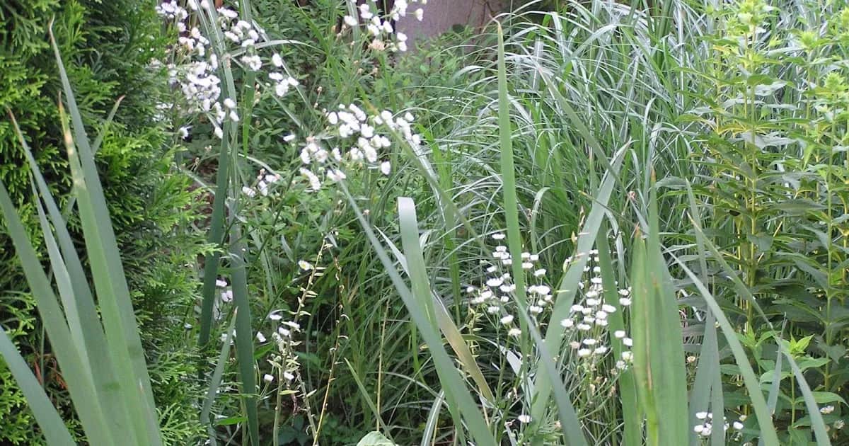 Chwast z małymi białymi kwiatami: jak go zidentyfikować i zwalczyć