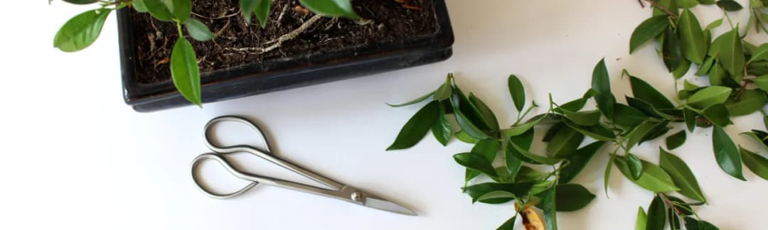 Jak przycinać fikusa bonsai, aby uniknąć błędów i wspierać wzrost