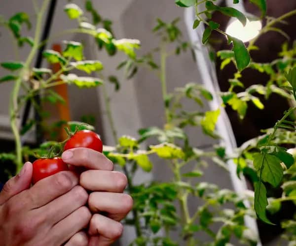 Kiedy wysiać warzywa do gruntu, aby uniknąć nieurodzaju?